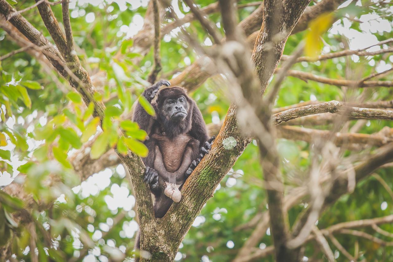 Tesoro Escondido Ecolodge Cabinas Bocas Town Kültér fotó