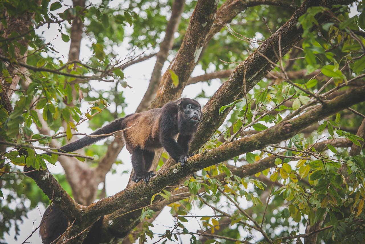 Tesoro Escondido Ecolodge Cabinas Bocas Town Kültér fotó